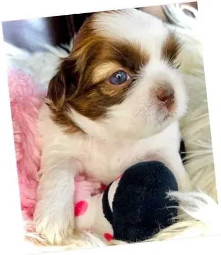 Shih-Tzu Pequeno Fêmea Tricolor Linda e Muito Saudável