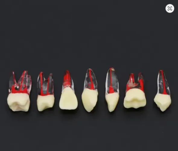 Dentes de treinamento Endodontia / Odontologia / Odontológico