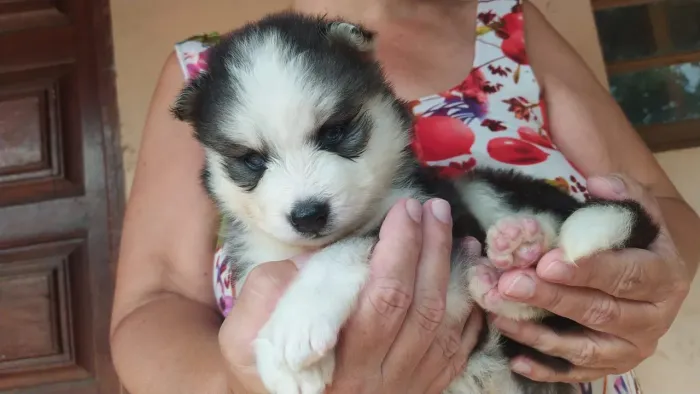 Husky lindo preto e branco olhos azuis com vacina