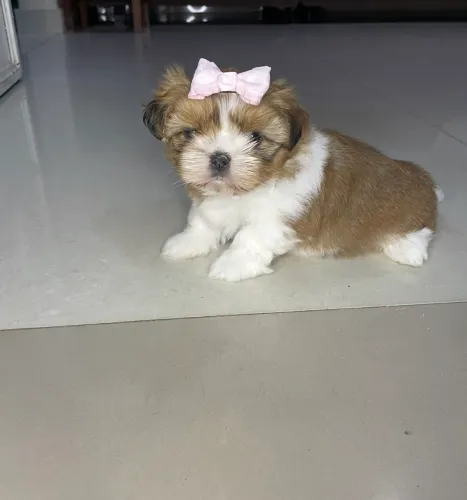 Filhote Shitzu fêmea 