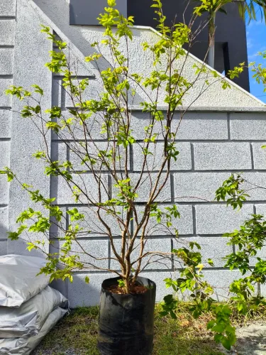 Jabuticabeira produzindo com aproximadamente 1.60 m