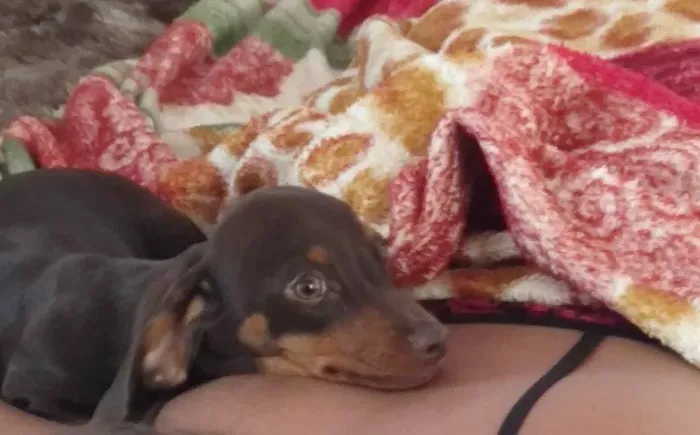 Doação de cachorro de raça Bassê Dachshund