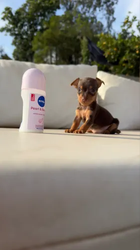Pinscher fêmea de bolso 00