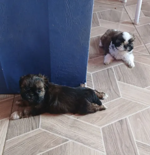 Shih tzu fêmeas