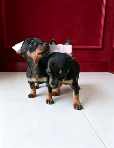 Pinscher Preta de Porte Mini