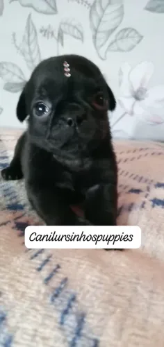pug lindos bebes pronta entrega cn ursinhos puppies garanta o seu