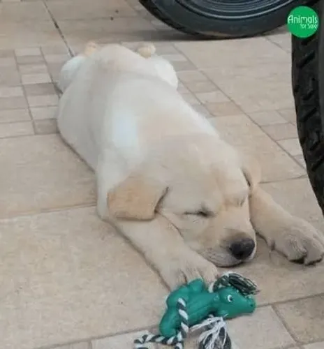 Um Labrador é sinônimo de alegria, lealdade e amor sem fim.