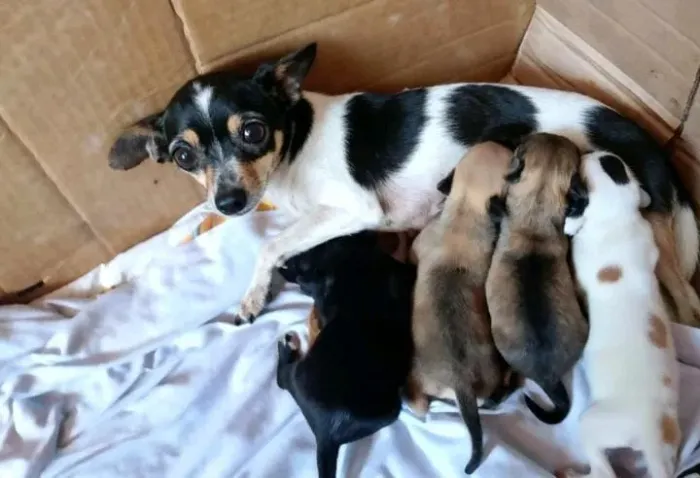 FILHOTES DE FOX PAULISTINHA MESTIÇOS COM PINSCHER NÚMERO 2