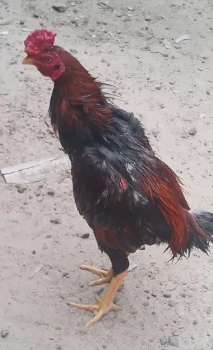 GALO CARIOCA 