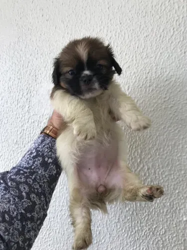 Shih Tzu com Contrato de Compra e Venda e Garantias de Saúde