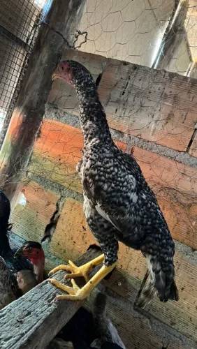 Franga Índia carijo pura..