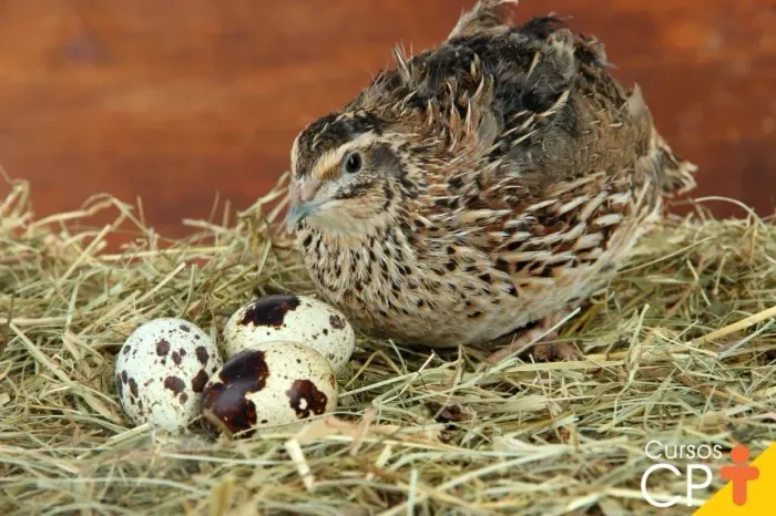 Codornas japonicas com 40 dias 13 reais cada