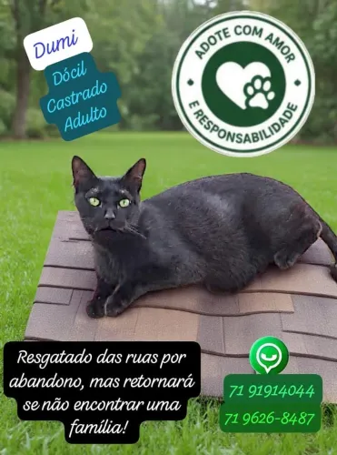 Gatinho Dumi para adoção 