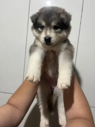 Husky siberiano fêmea