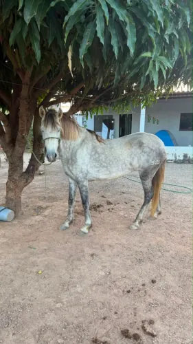 Vende-se égua ou troco