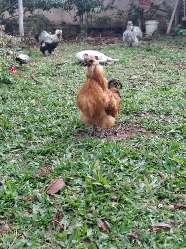 Galos sedosa do Japão e misto