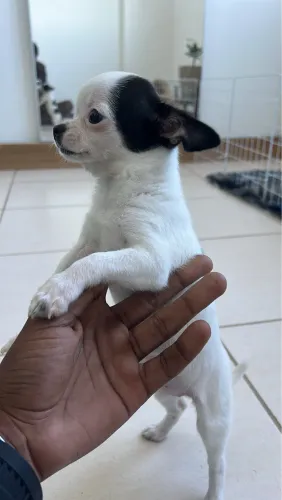 Vendo Chihuaua 