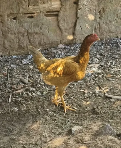  Galinhas caipira 