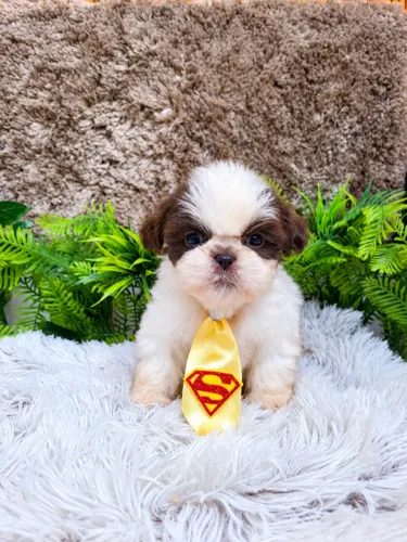 Menino de Shihtzu