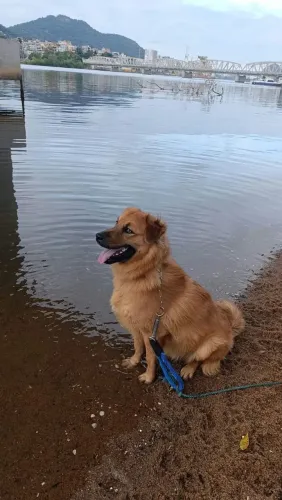 Doação de cachorros