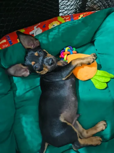 Pinscher filhote n° 2