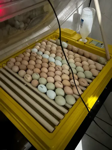 Vendo ovos de GSB (legítimas)