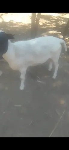 Reprodutor jovem dopper