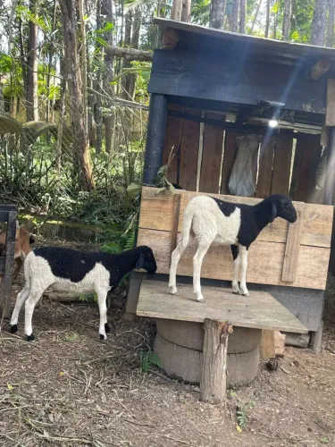 Casal de Carneiros Dorper em parelheiros sp