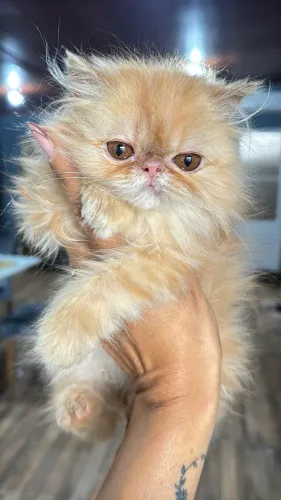Filhote gato persa