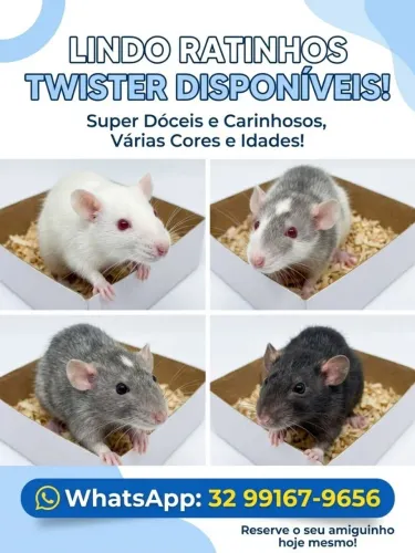 Ratos Twister