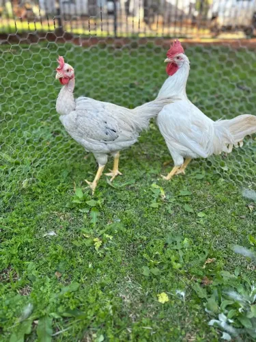 Frangos caipira 