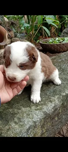 Filhotes de Border Collie - Excelente linhagem