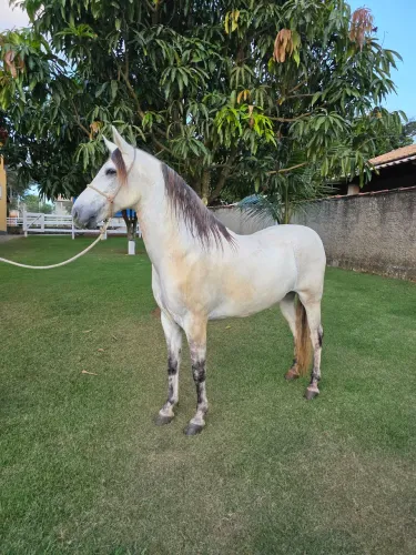 Cavalo mangalarga 