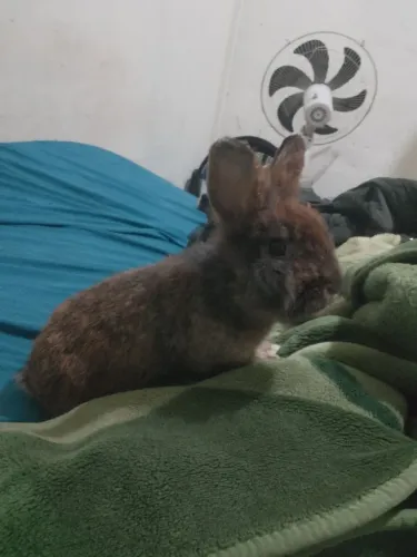 Lindo coelho pra venda