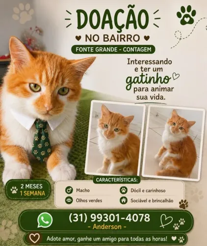 Gatinhos Doações