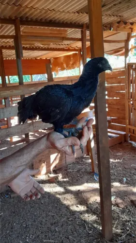 Galinha da Indonésia - Ayam Cemani 