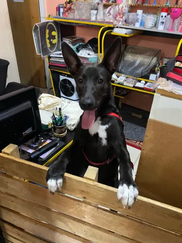 Doação responsável Cachorro Macho 1 ano e 3 meses