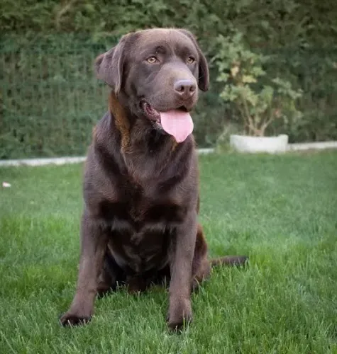Labrador macho chocolate