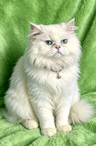 Gato persa com 2anos 