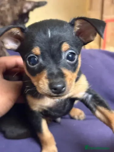 Neném Pinscher/Pincher Protetor e Fiel Macho e Fêmea Vacinados com Garantias