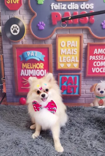 Fêmea Spitz
