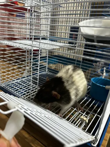 Rato Twister
