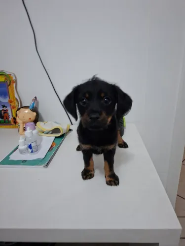 ADOÇÃO RESPONSÁVEL !!
