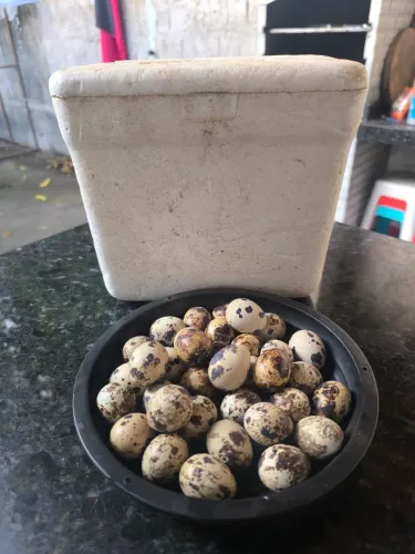Ovos de Codornas Galados