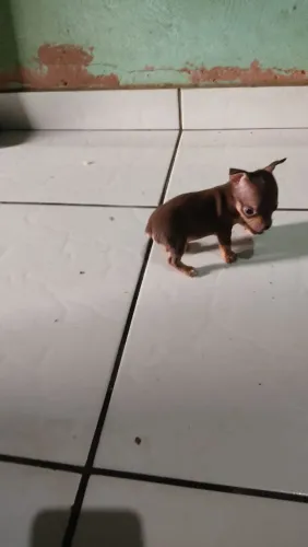 Pincher