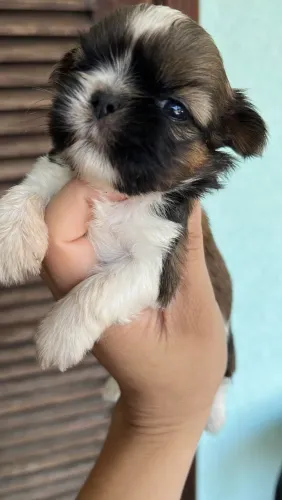 Shitzu