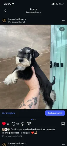 Schnauzer miniatura 