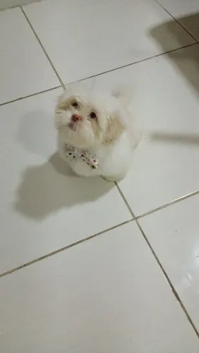Shitzu Puro cor branco