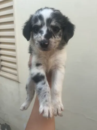 Filhotes de Border collie