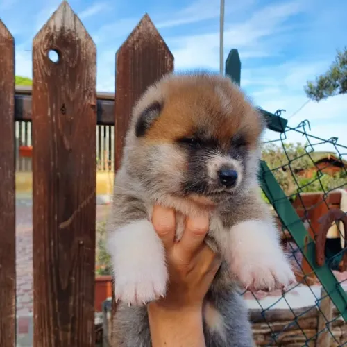 Akita Inu,Akita Inu Filhote de Alta Qualidade com Excelente Temperamento